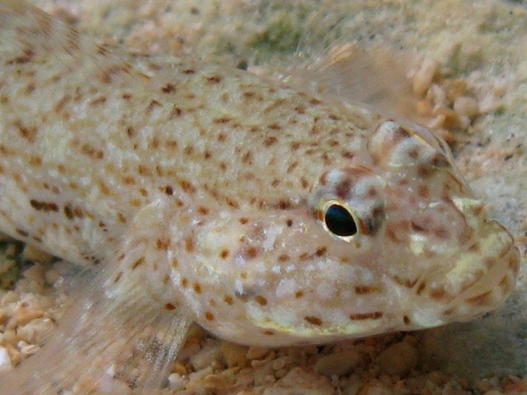 Gobius incognitus dalle Cicladi